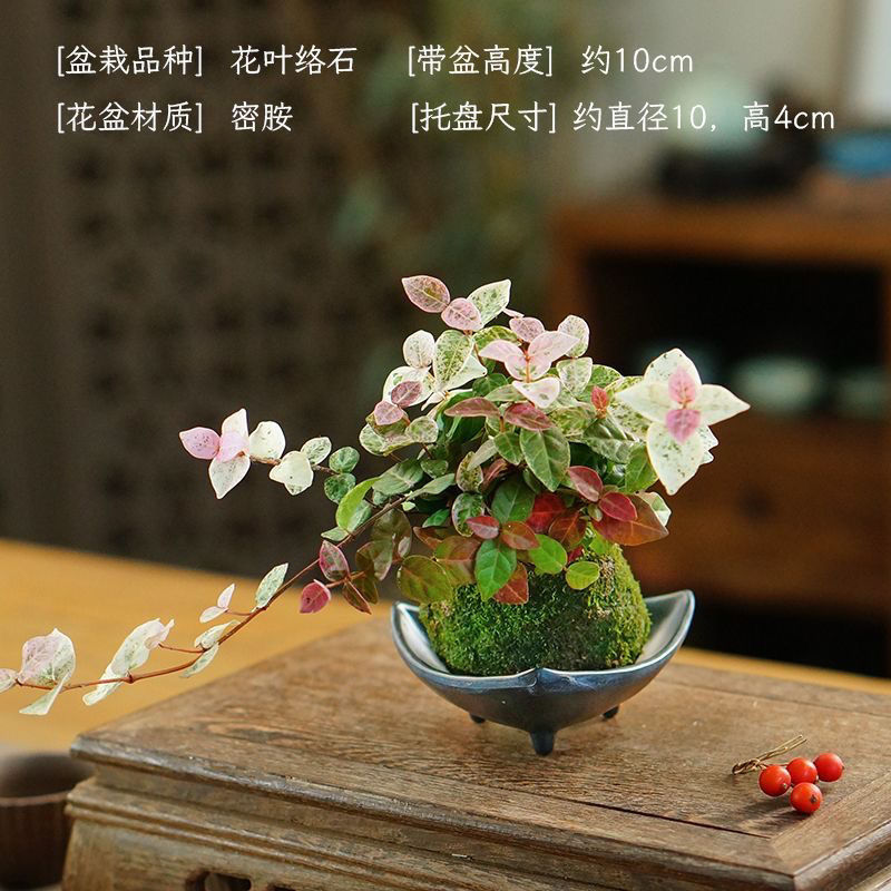 幸运四叶草室内墨西哥铁树办公室桌面好养迷你绿植植物花卉盆栽