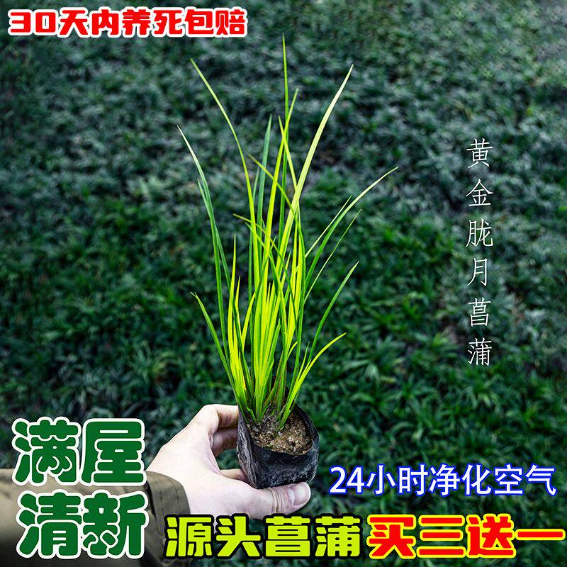 黄金胧月菖蒲组合四盆水培水生绿植正品鱼缸造景室内室外优选推荐