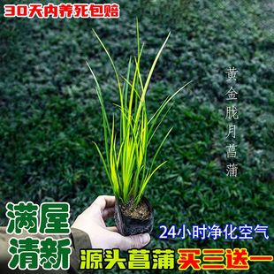 黄金胧月菖蒲组合四盆水培水生绿植正品鱼缸造景室内室外优选推荐