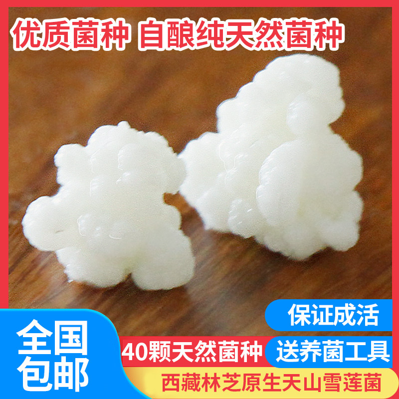 西藏林芝雪莲菌种藏灵菇菌天山雪莲菌自制酸奶开菲尔菌乳酸菌种