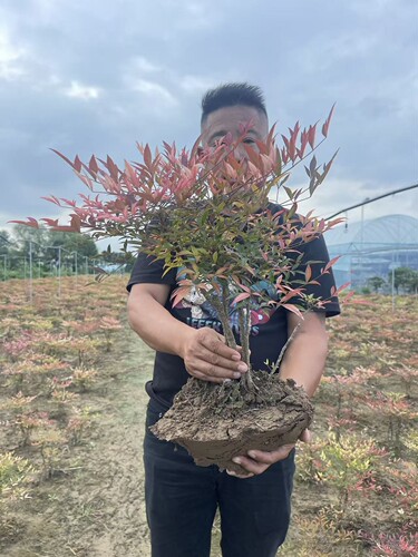 火焰 红叶南天竹 盆栽室外可养超耐寒冬季红叶夏季绿叶观叶植物