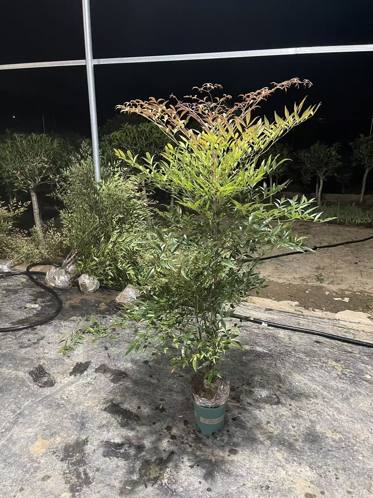 火焰 红叶南天竹 盆栽 树苗室外庭院耐寒冬季红叶观叶植物