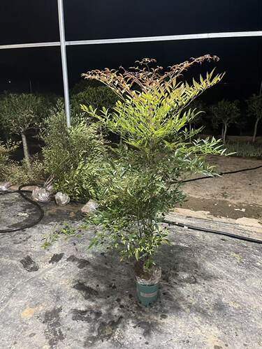 火焰 红叶南天竹 盆栽 树苗室外庭院耐寒冬季红叶观叶植物
