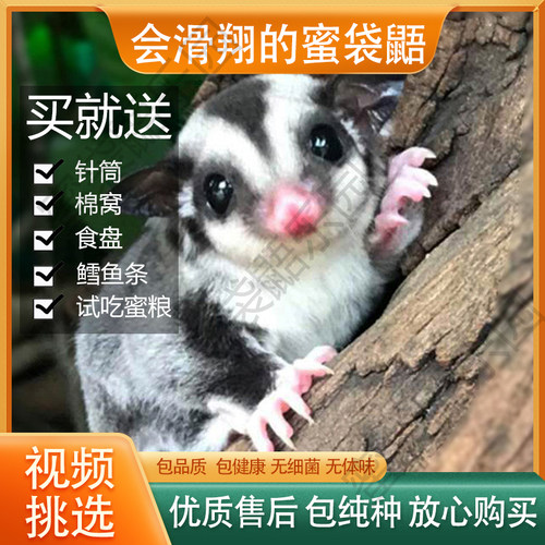 蜜袋鼠蜜袋鼯宠物幼崽宝宝蜜鼬