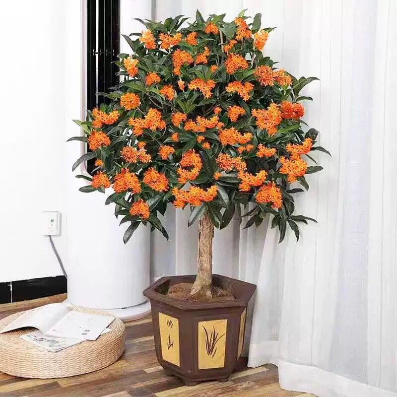 桂花 桂花树 桂花盆栽 丹桂金造型盆景