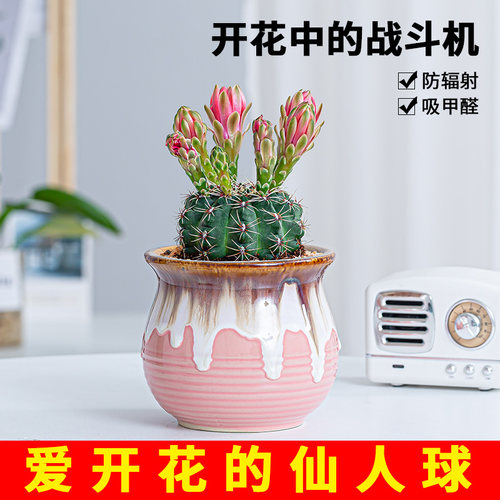 仙人球桌面绯花玉轻果馋