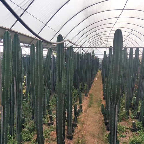 仙人柱量天尺盆栽大型客厅好养