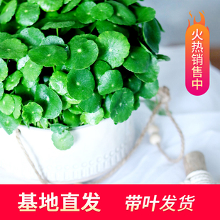 铜钱草水培植物办公室桌面花卉水养绿植北欧风净化空气金钱草盆栽