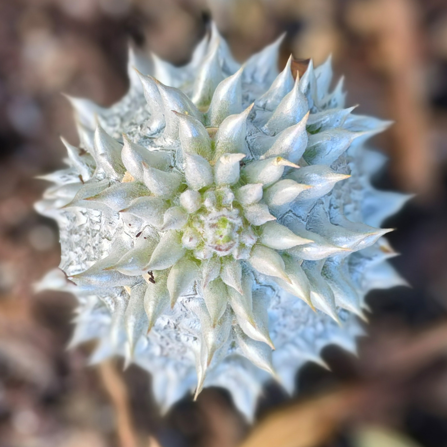 惠比大黑多肉大老桩块根植物室内盆栽稀有块根小苗1-5cm一物一拍
