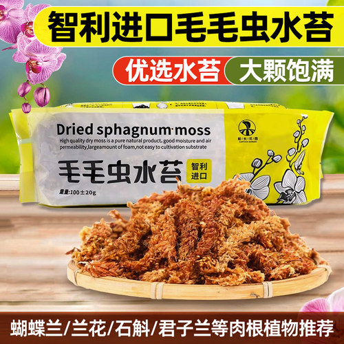 造园记毛毛虫水苔智利进口高泡发