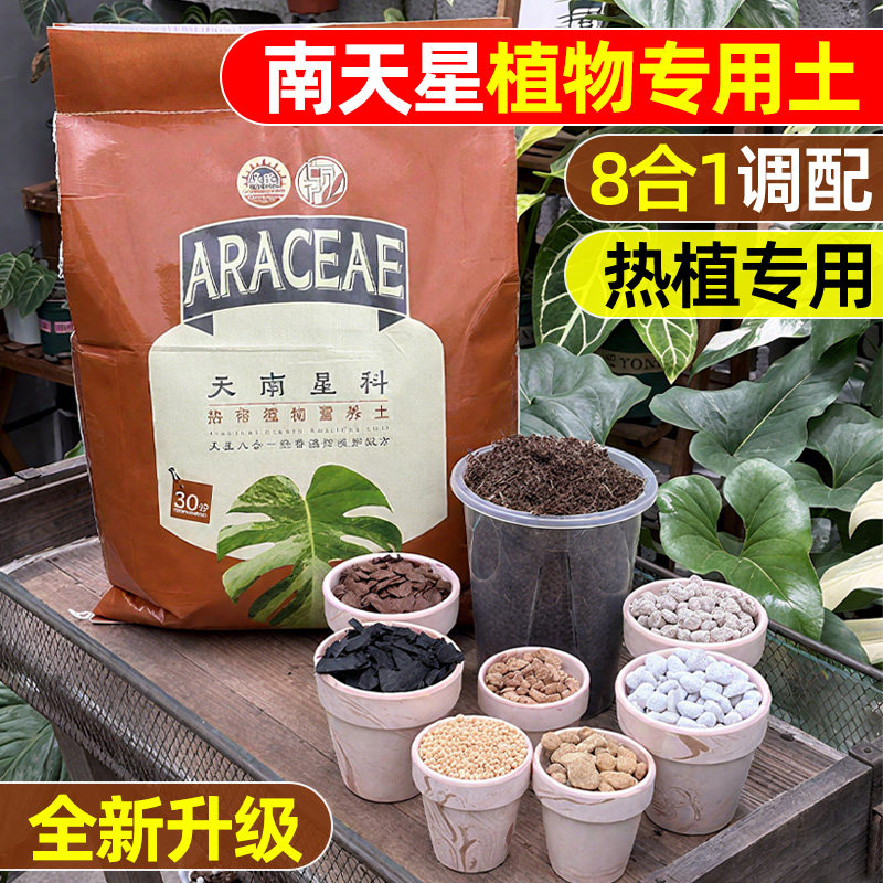 南天星植物专用龟背竹秋海棠图片
