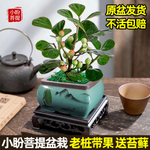 小盼菩提盆栽菩提树盆景带果树苗花盆老桩水培大颗原盆大号送苔藓