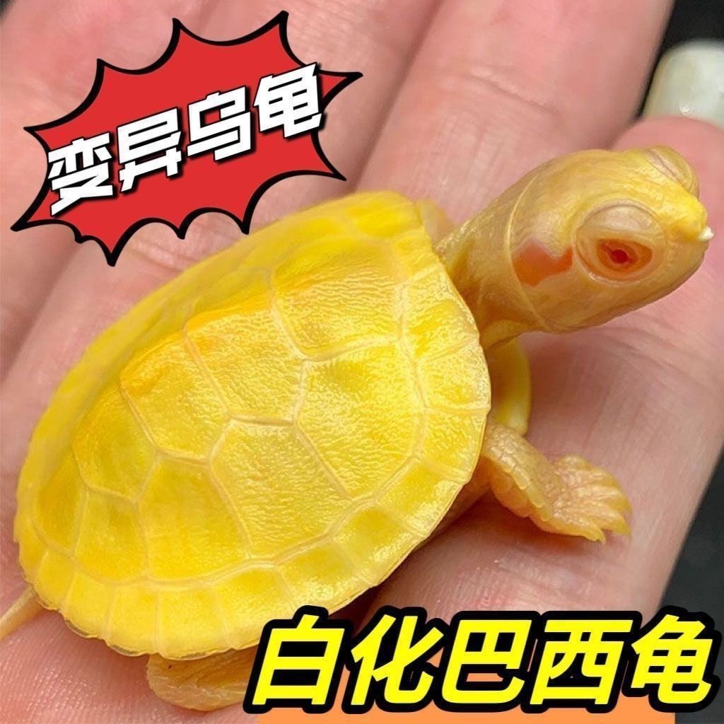 变异巴西龟白化巴西黑化乌龟龟苗