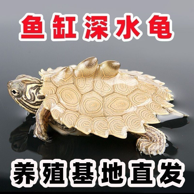 深水龟密西西比地图苗小乌龟活物鱼缸混养观赏宠物龟活体黑瘤地图