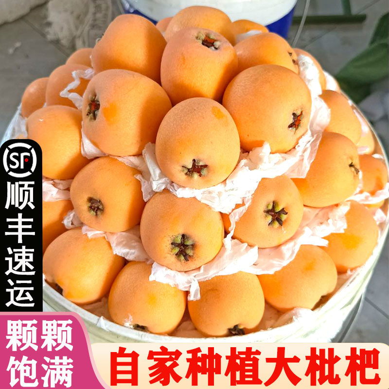 云南大五星新鲜大果甜枇杷当季水果琵琶高山现摘鲜果净重3/5斤