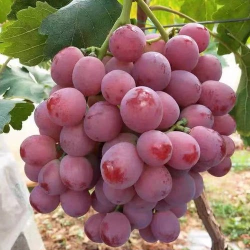 提子红提葡萄新鲜现摘