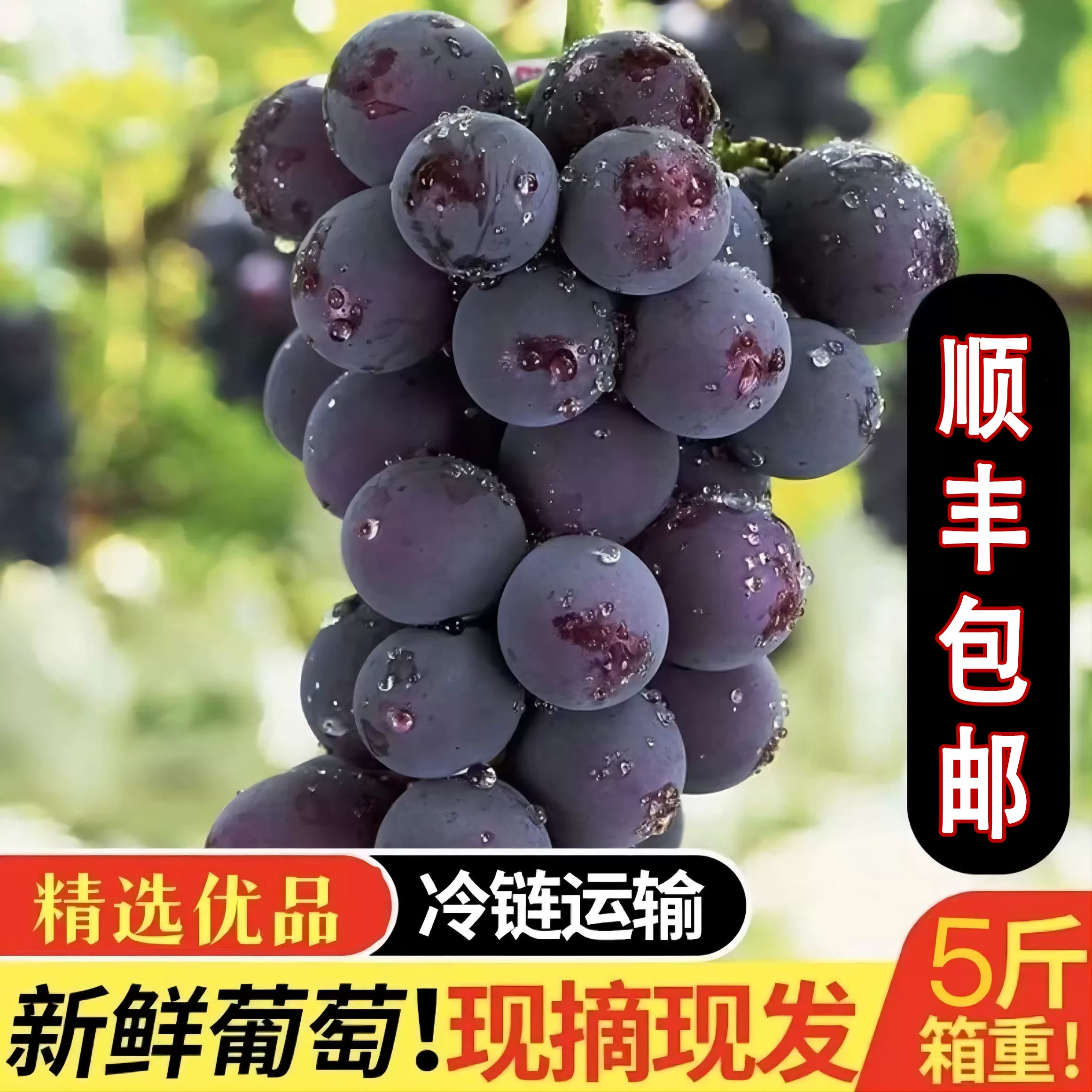 巨峰葡萄新鲜现摘5斤大粒整箱