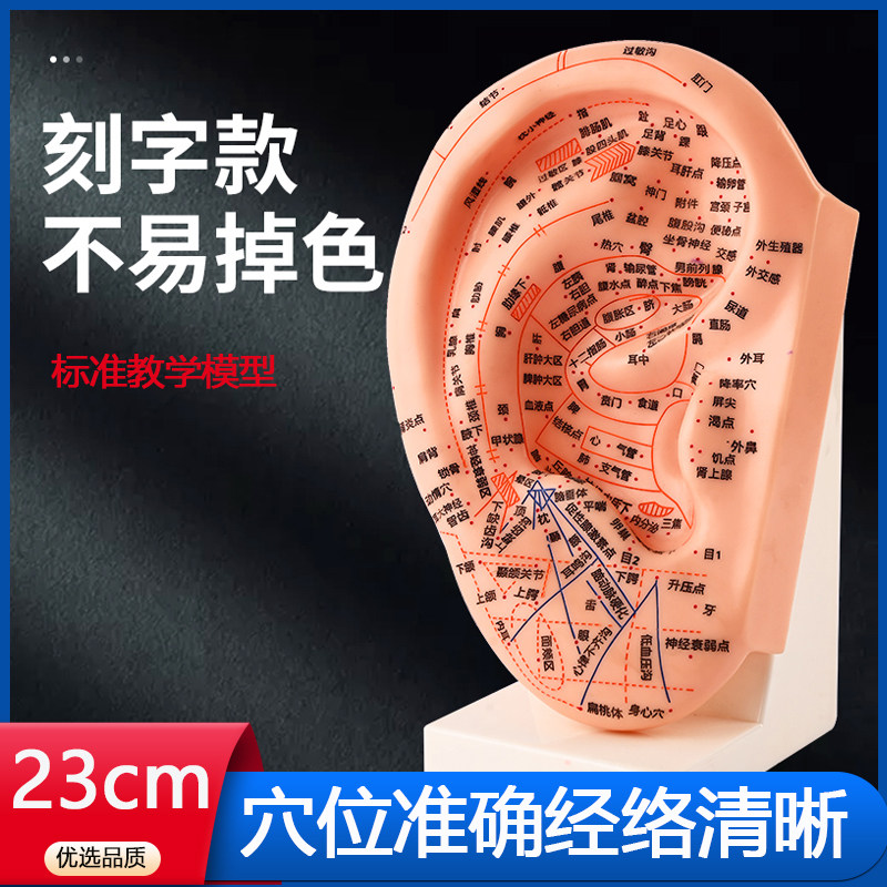 刻字耳针穴位模型23CM带底座针灸耳模耳朵模型 按摩模型针灸模型