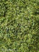 清香 凤凰单丛宋种蜜兰鸭屎香茶头杏仁黄枝香抽湿茶通天香500g