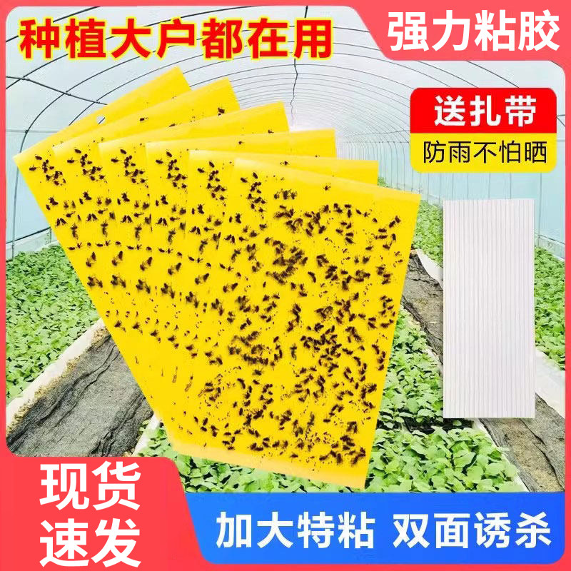 粘虫子神器粘虫板双面诱虫黄板蛾蠓蓟马小黑飞虫果树大棚园粘蝇纸