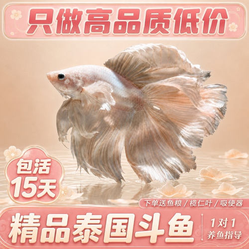 精品泰国斗鱼观赏鱼淡水小型热带鱼仙女款网红超美婚纱鱼好养耐活