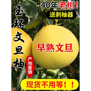 早熟玉环文旦柚子当季整箱孕妇新鲜水果蜜柚浙江台州楚门现摘现发