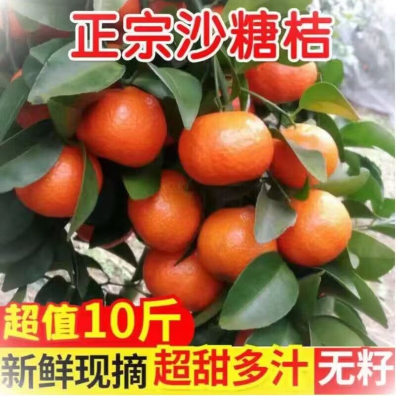 广西沃柑砂糖橘10斤新鲜水果橘子当季现摘现发,水产肉类/新鲜蔬果/熟食,桔子,淘宝优惠券,粉丝福利购,淘宝优惠卷