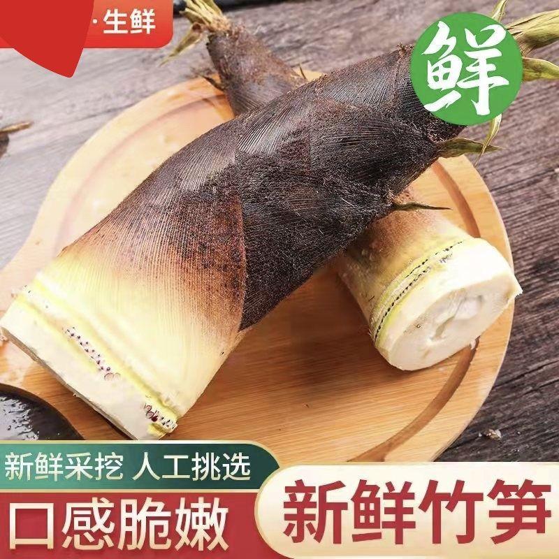 云南思茅甜龙笋新鲜春雷竹