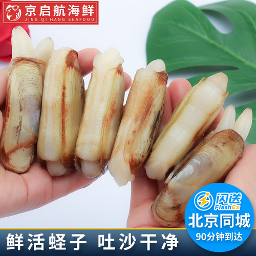 500g北京闪送鲜活蛏子肉肥双头