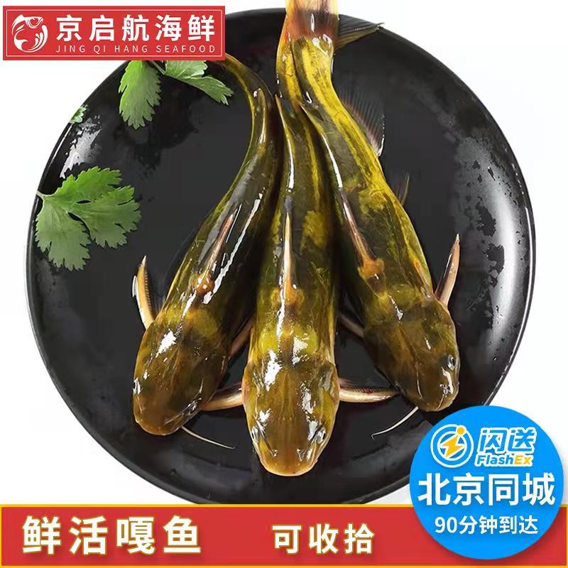 黄骨鱼大陆昂刺鱼淡水昂刺鱼