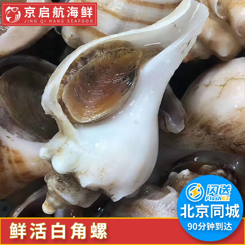 500g 8-12只鲜活海螺 獐子岛海螺 白螺 大连小海螺海鲜角螺水产