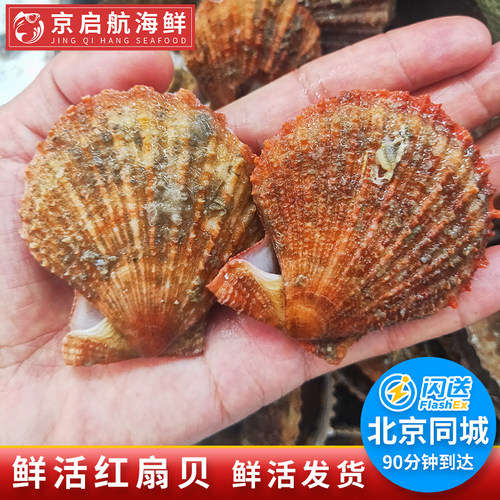 500g北京闪送红贝海鲜水产