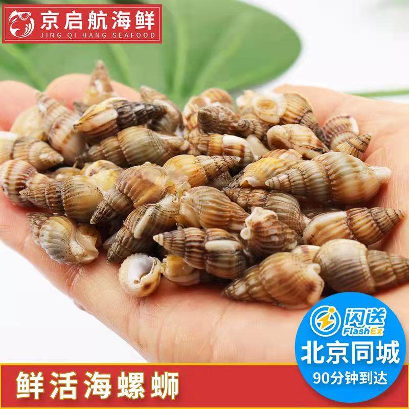 500g 北京闪送 鲜活海螺丝 海鲜新鲜 水产 海瓜子 海丁野生大海锥