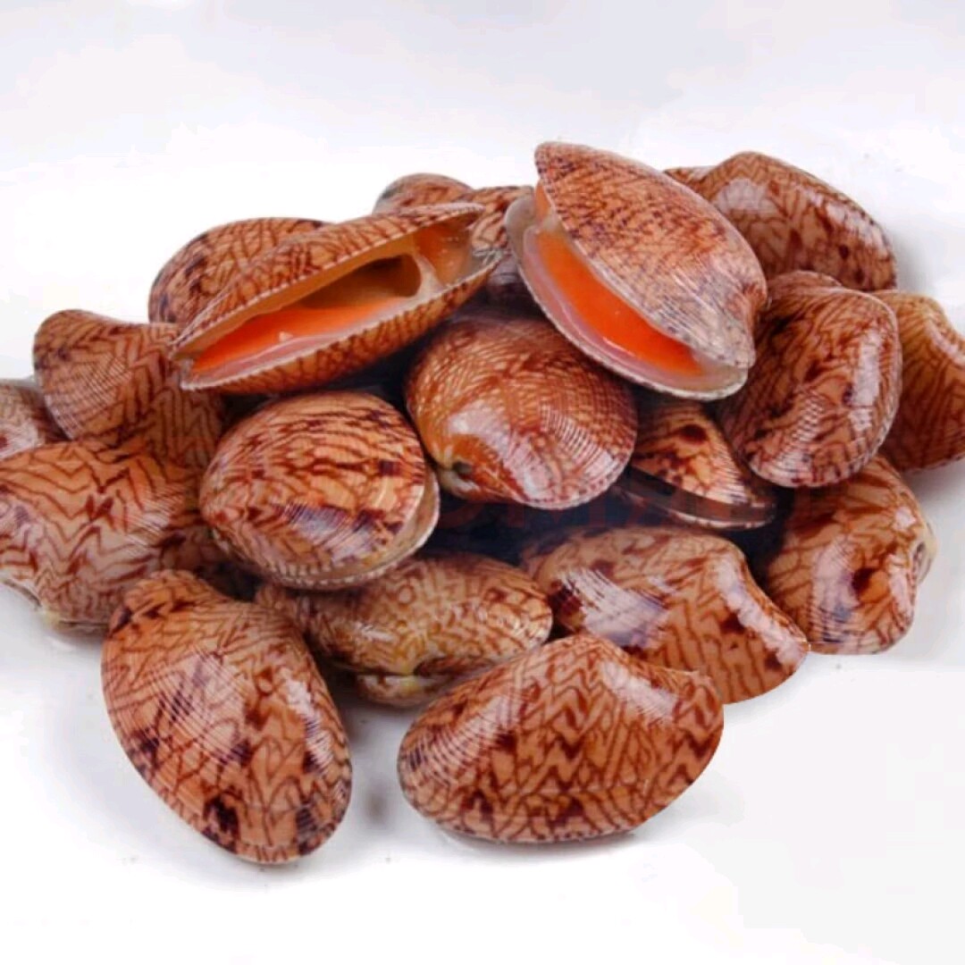 500g 北京闪送 鲜活 芒果贝 海鲜 海南特产 贝壳 水产 野生鲜甜