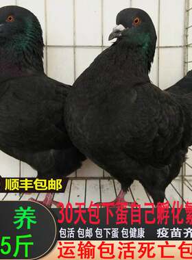 元宝鸽可张八斤包活到家
