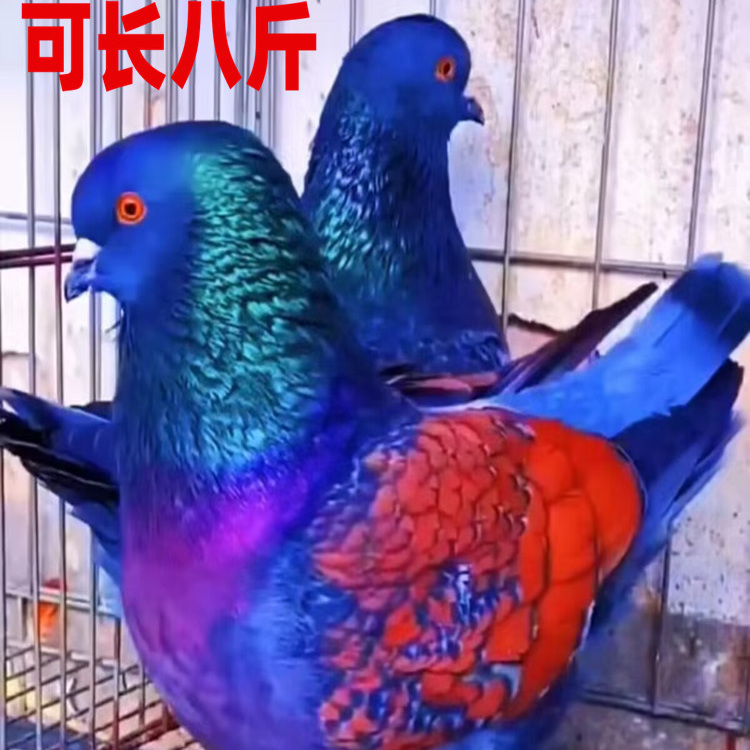 元宝鸽纯种种鸽一对活苗大体巨型成年鸽公母活体雪花观赏活物青年