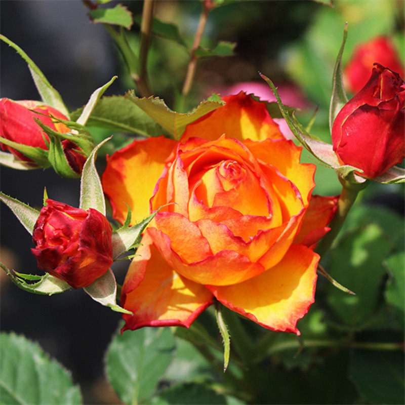 切花火焰玫瑰花苗月季扦插丰花阳台庭院盆栽四季开花好养,个性定制/设计服务/DIY,明信片定制,淘宝优惠券,粉丝福利购,淘宝优惠卷