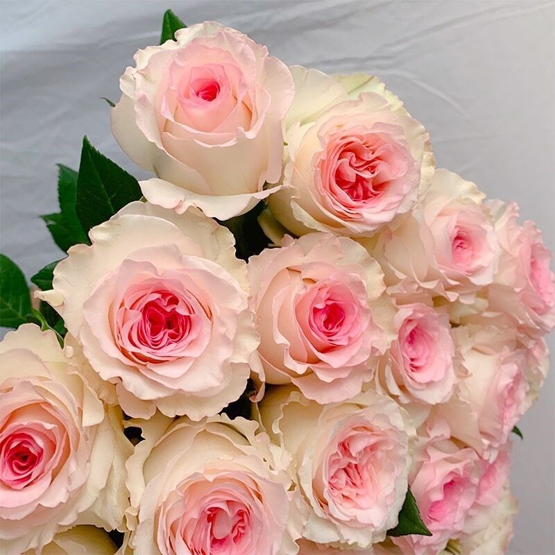 埃斯托里尔火焰  月季花苗开花玫瑰小苗四季盆栽花卉植物树苗绿植,个性定制/设计服务/DIY,明信片定制,淘宝优惠券,粉丝福利购,淘宝优惠卷