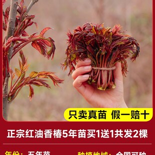 香椿树苖正宗矮化食用红油香椿苗带芽发货南方北方盆栽地栽香春树