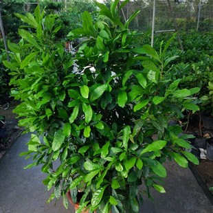 神秘果树苗四季开花当年结果变味果盆栽果树带叶带花带果包邮包活