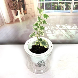 雪莹盆栽日本常青藤苗网红白花叶片稀有品种室内客厅办公观叶植物