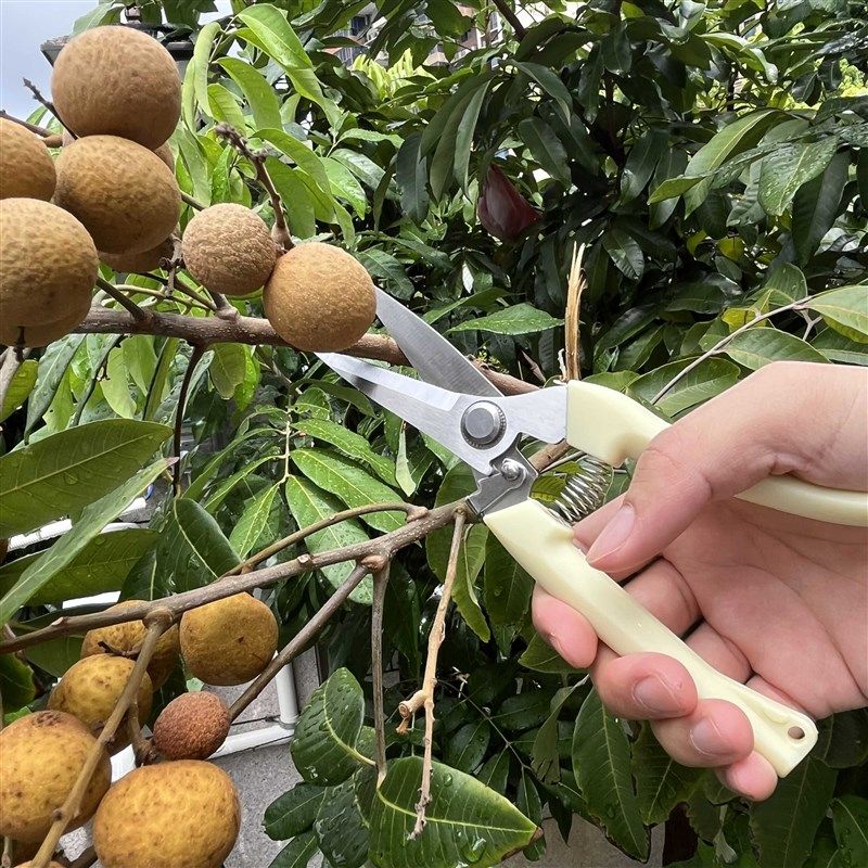 果树剪刀修枝神器摘果剪树剪花卉枝剪刀绿化嫁接园林园艺家用修剪,搬运/仓储/物流设备,机械式停车设备（立体停车库）,淘宝优惠券,粉丝福利购,淘宝优惠卷