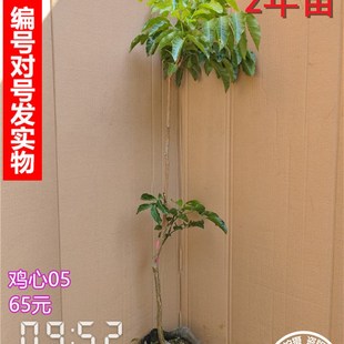 黄皮树苗甜黄皮郁南黄皮苗鸡心黄皮当年结果带花带土叶东莞发货