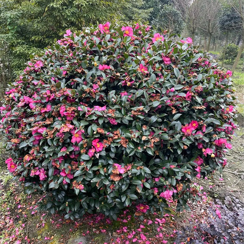 茶梅花树苗茶梅庭院春季四季常绿