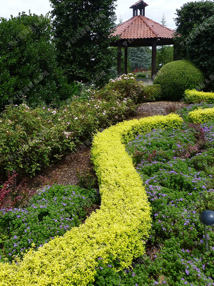 金叶女贞树苗小叶女贞树苗树球型植物常绿化工程苗木庭院绿篱色块