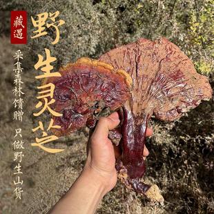 野生灵芝干货西藏林芝波密高海拔白心赤灵芝优选50克新货 藏遇