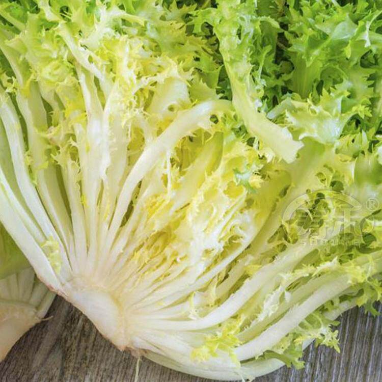 黄心苦菊种子种籽苗苦苣菜生菜四季菜籽菜苗蔬菜孑幼苗秧苗菜种