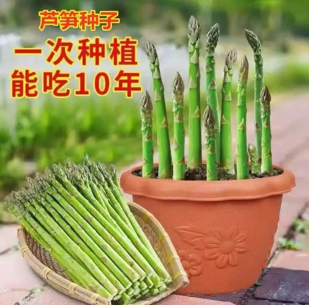 咖啡菜种子1包四季芦笋种子耐寒耐热高产多年生春季阳台盆栽家
