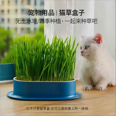 猫草小麦种子粒土培懒人成猫幼猫去毛球化毛猫咪用品