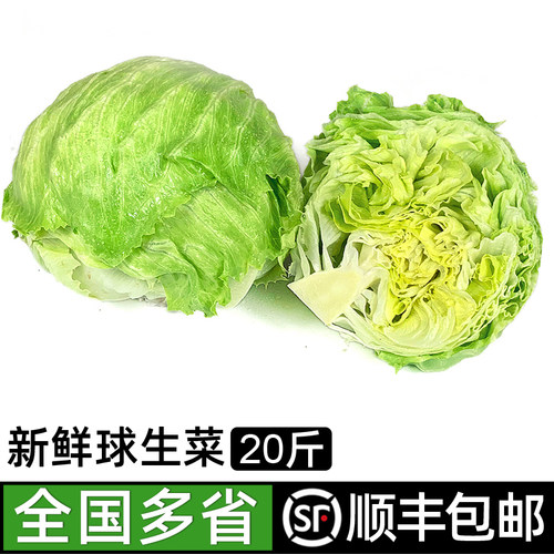 球生菜20斤汉堡沙拉三明治用生菜